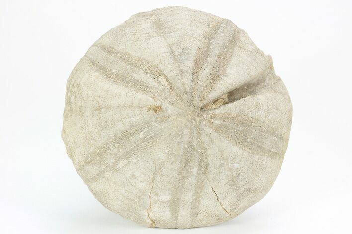 Jurassic Sea Urchin (Clypeus) Fossil - England #216913